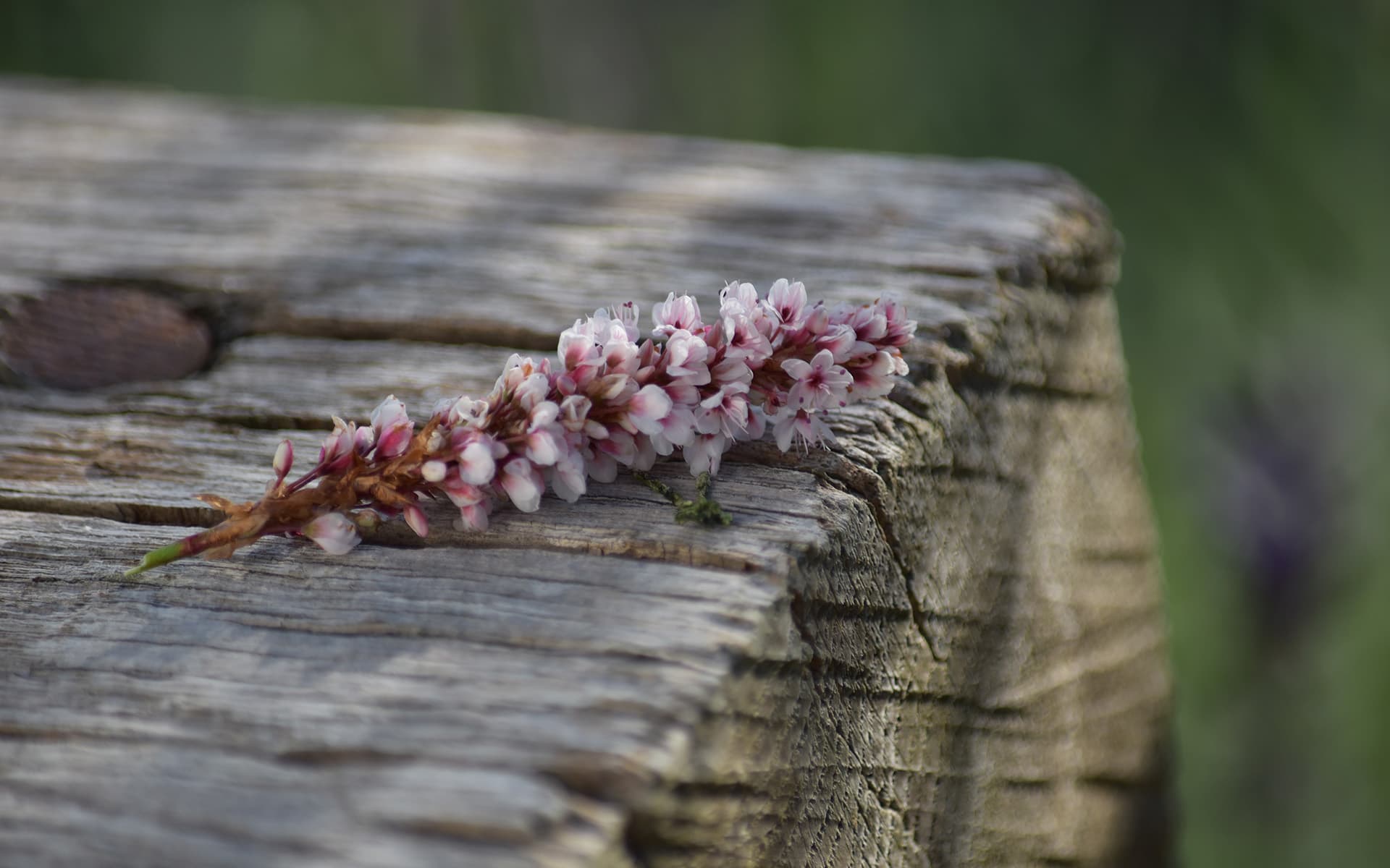 Fleurs de Suisse